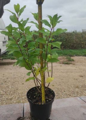 Гортензия метельчатая Скайфолл, С1,5 - Dolina-Sad.Ru