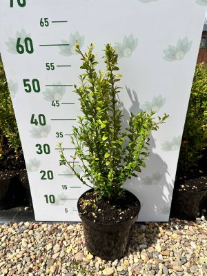 Самшит вечнозеленый фото