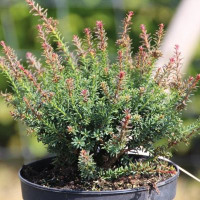 Подокарп Рэд Тип Подокарп Рэд Тип фото