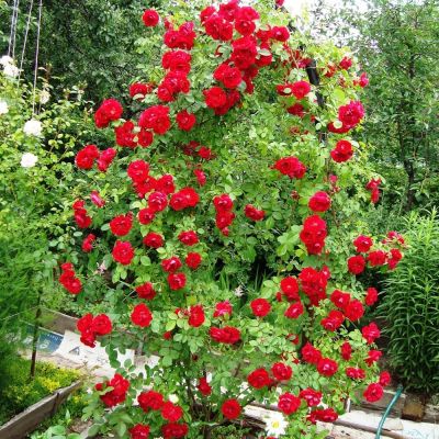 Роза Мушист Ара Роза Мушист Ара фото