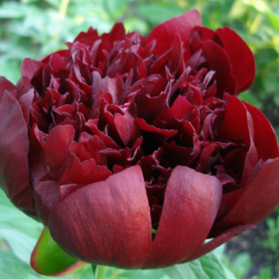 Пион Блэк Шарм Пион Блэк Шарм - Dolina-Sad.Ru