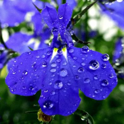 Лобелия плетистая Сапфир Лобелия плетистая Сапфир фото