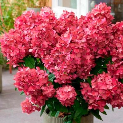 Гортензия метельчатая Бонфаер - Dolina-Sad.Ru