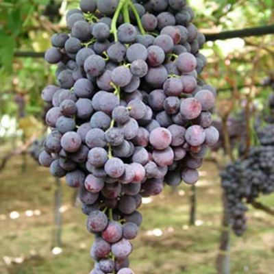 Виноград Апулия Роза - Dolina-Sad.Ru