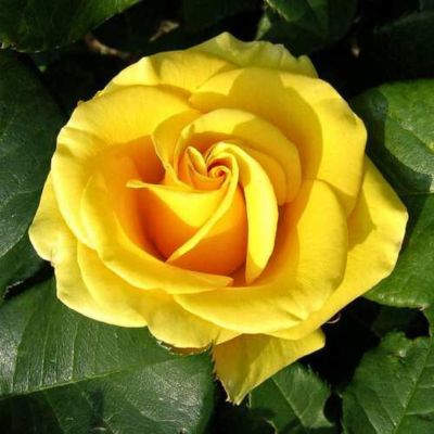 Роза Папилон Роза Папилон - Dolina-Sad.Ru