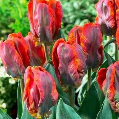 Тюльпан Блюмекс Тюльпан Блюмекс фото