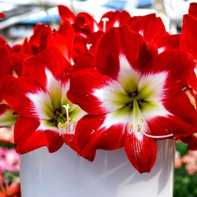 Амариллис Трес Чик фото