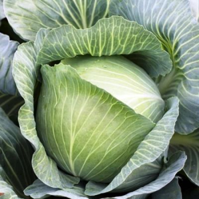 Капуста белокоч. Анкома РЗ F1 (для хранения Голландия) Капуста белокоч. Анкома РЗ F1 (для хранения Голландия) фото