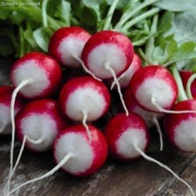 Редис Розово-красный с белым кончиком фото