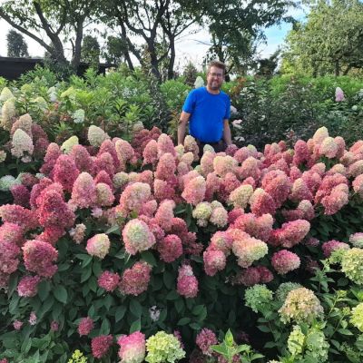 Гортензия метельчатая Бонфаер - Dolina-Sad.Ru