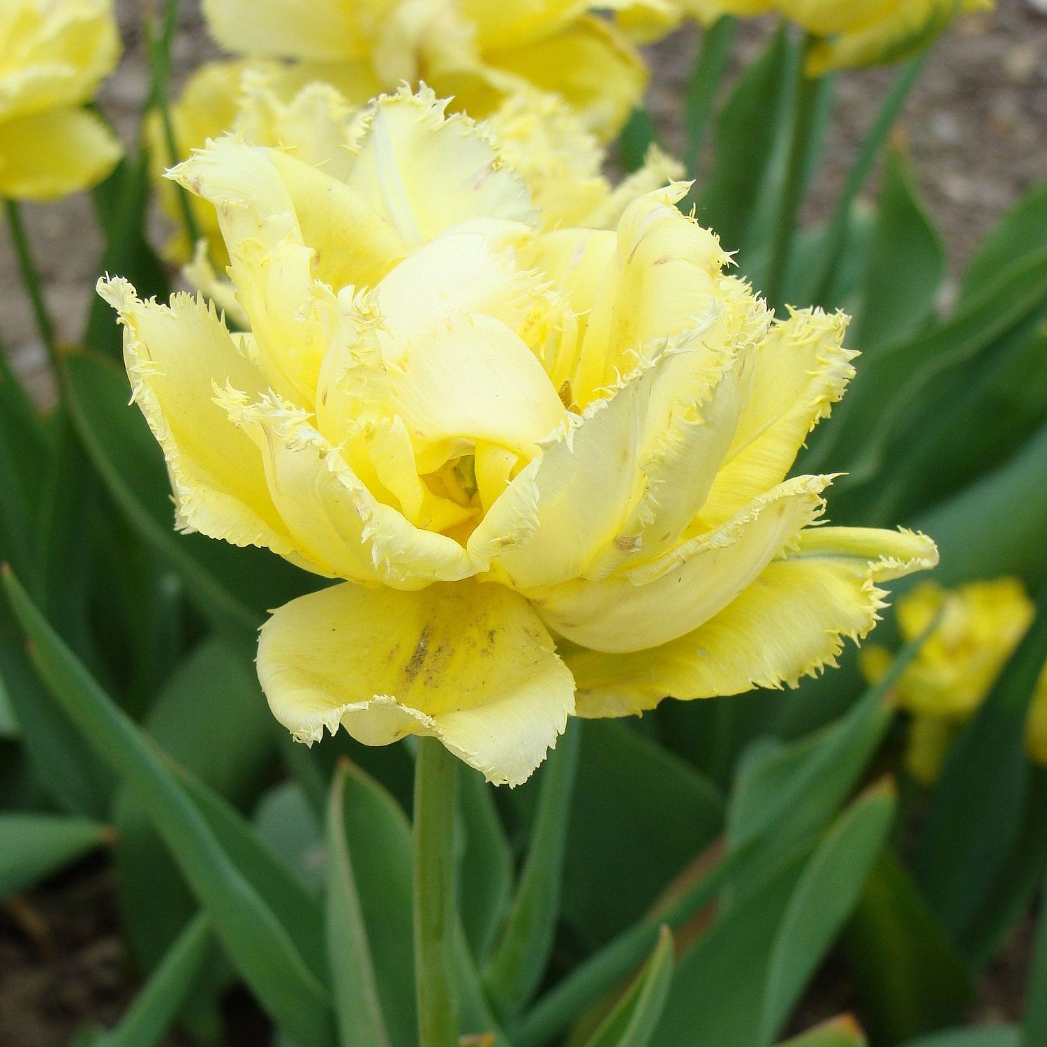 Тюльпан Экзотик Сан Тюльпан Экзотик Сан фото