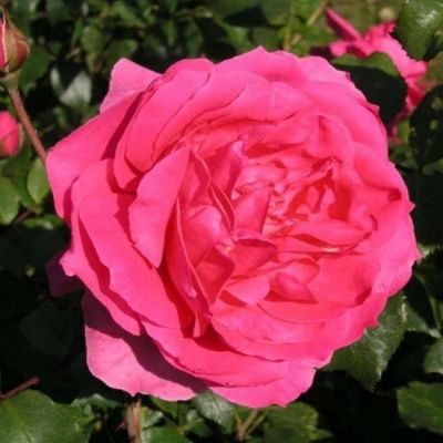 Роза Парад Роза Парад - Dolina-Sad.Ru