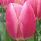 Тюльпан Пинк Сюрпрайз Тюльпан Пинк Сюрпрайз фото