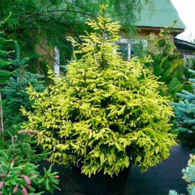 Ель восточная Ауреоспиката Ель восточная Ауреоспиката - Dolina-Sad.Ru