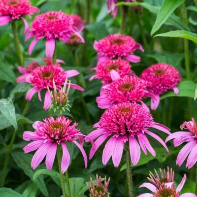 Эхинацея пурпурная Пинк Дубль Делайт - Dolina-Sad.Ru