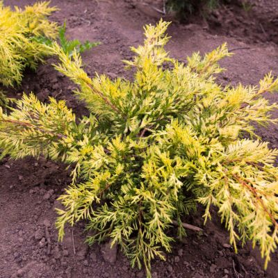 Можжевельник средний Кинг Оф Спринг, С3 - Dolina-Sad.Ru