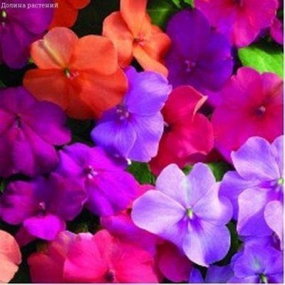 Бальзамин Тропическая Уоллера, смесь гибридов фото