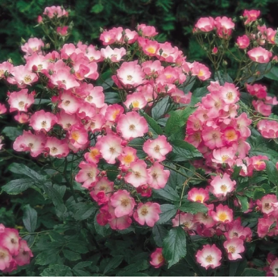 Роза Балерина Роза Балерина - Dolina-Sad.Ru