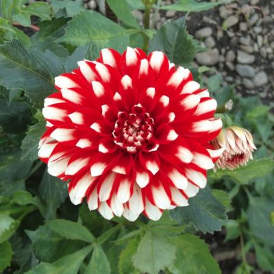 Георгина Ред Эмпайр - Dolina-Sad.Ru