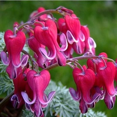 Дицентра Свит Хартс Дицентра Свит Хартс - Dolina-Sad.Ru