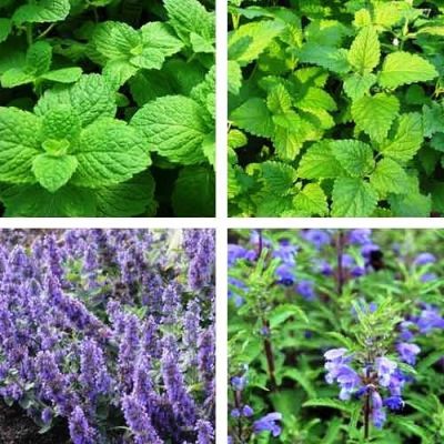 Травы для чая Бодрящее утро Травы для чая Бодрящее утро фото