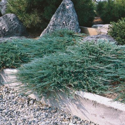 Можжевельник горизонтальный Хьюз, С3 Можжевельник горизонтальный Хьюз, С3 - Dolina-Sad.Ru