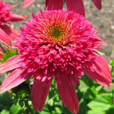 Эхинацея Дабл Скуп Распберри - Dolina-Sad.Ru