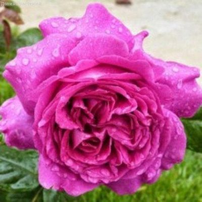 Роза Шартрезе де Парме Роза Шартрезе де Парме фото