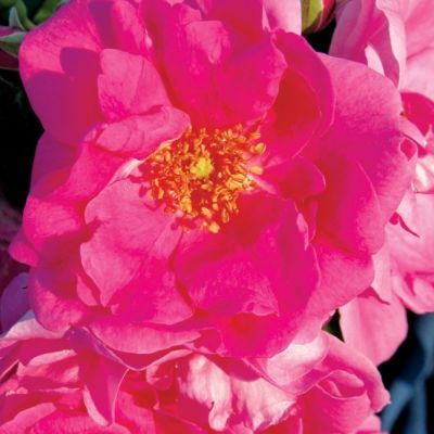 Роза Фронтенак Роза Фронтенак - Dolina-Sad.Ru