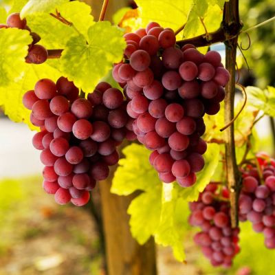 Виноград Хрупка Ружова Виноград Хрупка Ружова фото