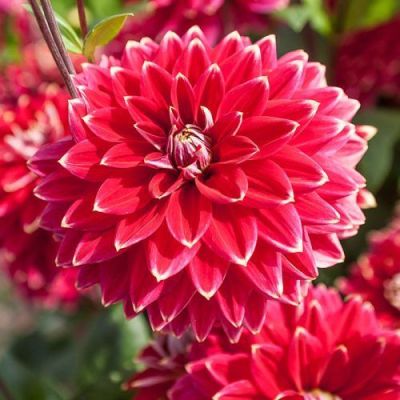 Георгина Мистер Оптимист Георгина Мистер Оптимист фото