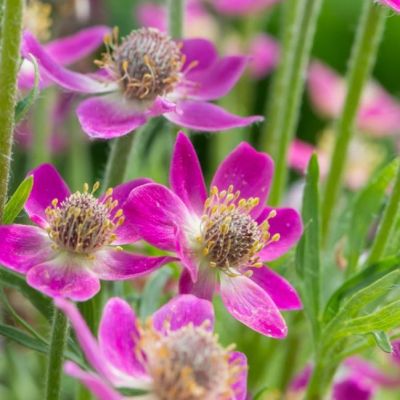 Анемона Аннабелла Дип Роуз Анемона Аннабелла Дип Роуз - Dolina-Sad.Ru