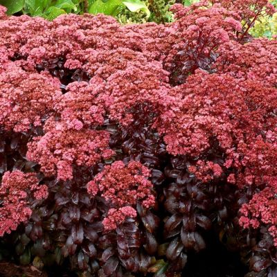 Седум Дарк Мэджик , x Седум Дарк Мэджик , x фото