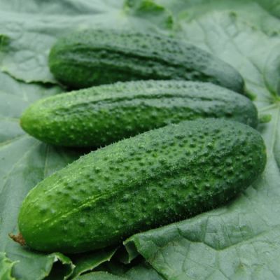 Огурец Новатор F1 (А) Огурец Новатор F1 (А) фото