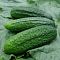 Огурец Новатор F1 (А) Огурец Новатор F1 (А) фото