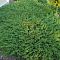 Можжевельник Андорра Компакта Можжевельник Андорра Компакта фото