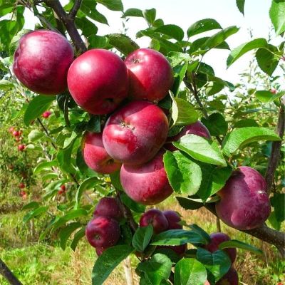 Яблоня Спартан/Зимняя фото