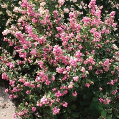 Снежноягодник Мазер оф Перл, С3 Снежноягодник Мазер оф Перл, С3 - Dolina-Sad.Ru