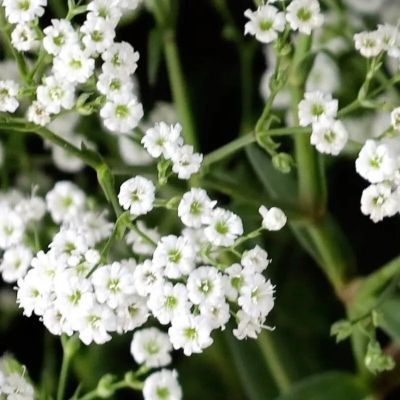 Гипсофила метельчатая - Dolina-Sad.Ru