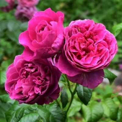 Роза Кейт Роза Кейт - Dolina-Sad.Ru