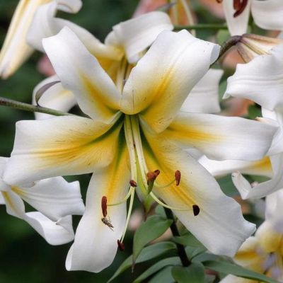 Лилия Мистер Писташ (в горшке) Лилия Мистер Писташ (в горшке) фото