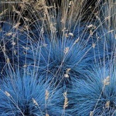 Овсяница ледниковая Синичка Овсяница ледниковая Синичка фото