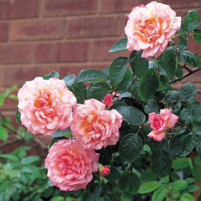 Роза Компасион Роза Компасион - Dolina-Sad.Ru