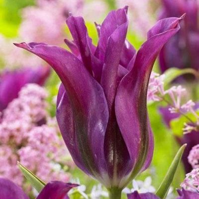 Тюльпан Пурпл Долл Тюльпан Пурпл Долл фото