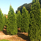 Туя Западная Смарагд, С2 Туя Западная Смарагд, С2 - Dolina-Sad.Ru
