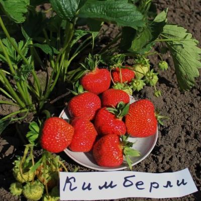Клубника Кимберли Ранняя за 1 копейку Клубника Кимберли Ранняя за 1 копейку фото
