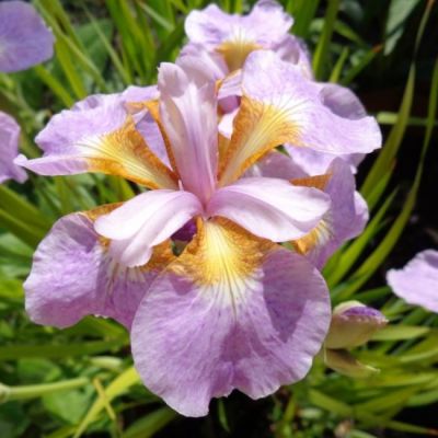 Ирис Рикуги Сакура Ирис Рикуги Сакура - Dolina-Sad.Ru