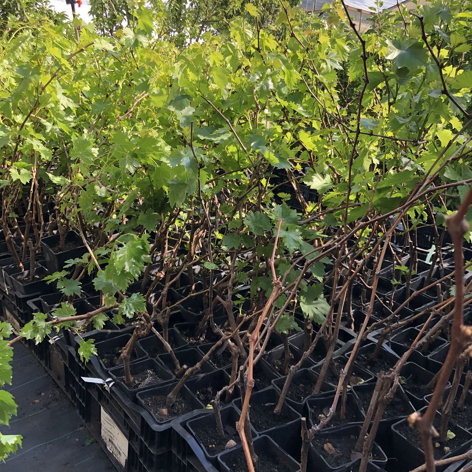 Виноград Эва Виноград Эва фото