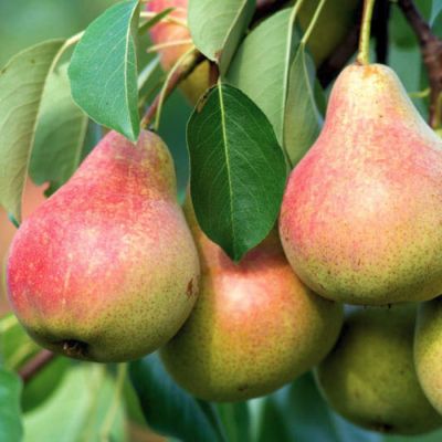 Груша Дельбарью Груша Дельбарью - Dolina-Sad.Ru