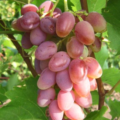 Виноград Арочный - Dolina-Sad.Ru